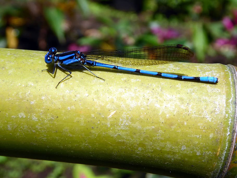 Dragonfly, Blue, Black, nature, insect, animal, close-up, green Color HD wallpaper