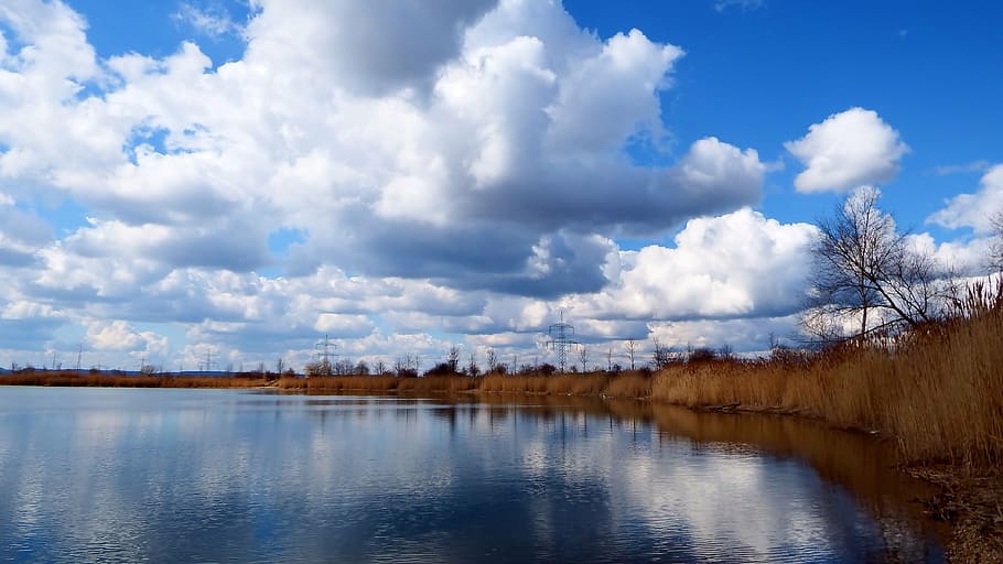 clouds, cumulus clouds, reed, lake, mirroring, water, sky, landscape HD wallpaper