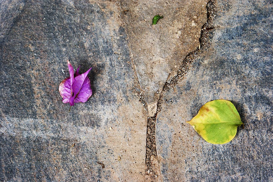 leaves, three, division, leaf, plant part, beauty in nature HD wallpaper