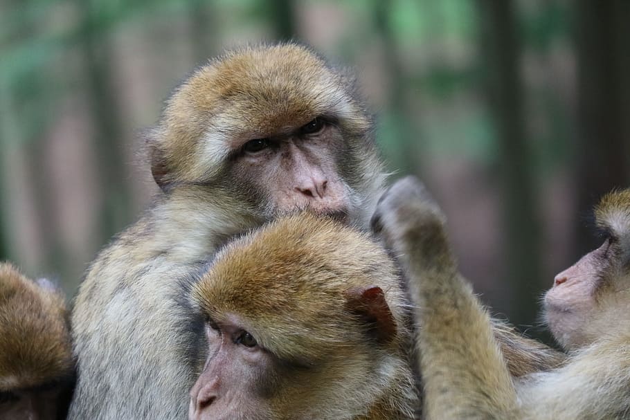 ape, animals, snuggle, forest, wildlife photography, primate HD wallpaper