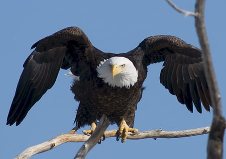 bald eagle on brown tree trunk, prey, raptor, bird, nature HD wallpaper