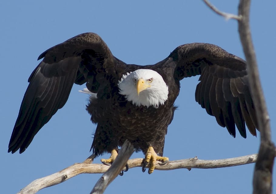 bald eagle on brown tree trunk, prey, raptor, bird, nature HD wallpaper