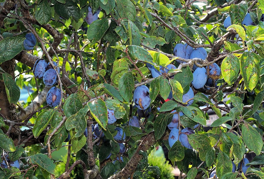 plums, plum tree, fruit tree, delicious, close, garden, food HD wallpaper