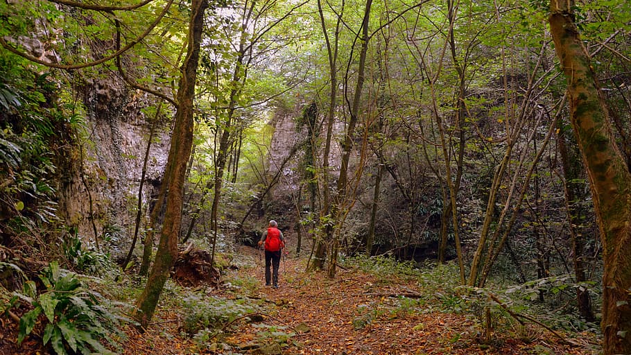 excursion, forest, trail, e5, european, lessinia, mountain HD wallpaper