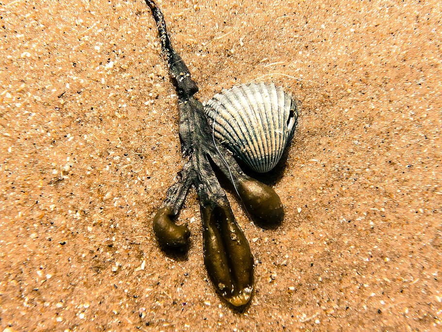 beach, shell, seaweed, seashell, sand beach, macro, excerpt of the beach HD wallpaper