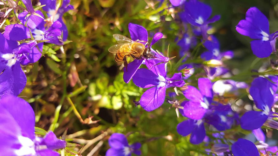 bee, nature, flowers, purple, plant, blue, summer, flowering plant HD wallpaper