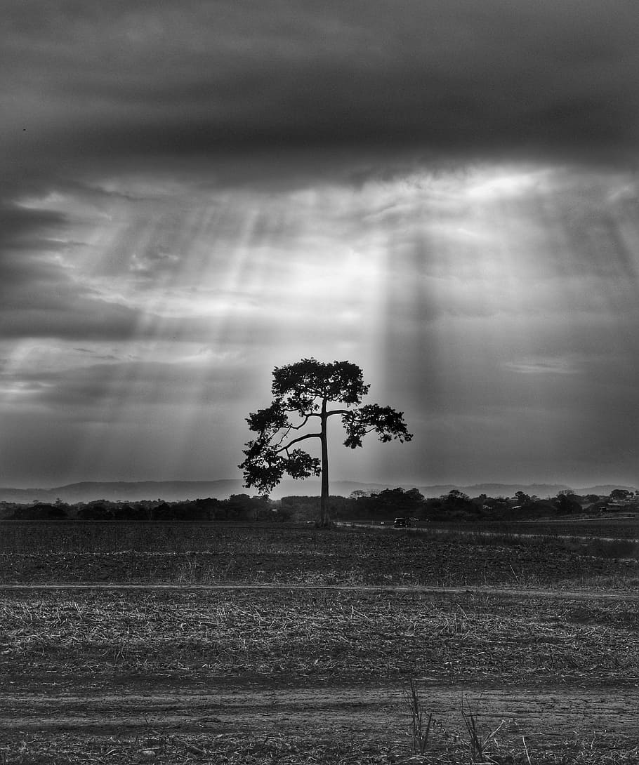 lone tree under rays, landscape, sun rays, storm, clouds, rainy HD wallpaper