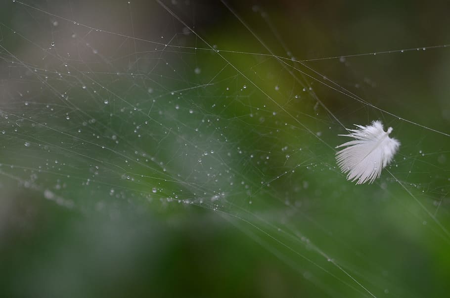 feather, spiderweb, nature, fragility, vulnerability, beauty in nature HD wallpaper