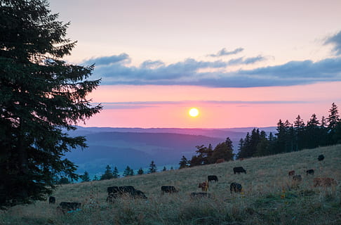 black cattles eating green grass, sunset, cows, pasture, cheesy HD wallpaper