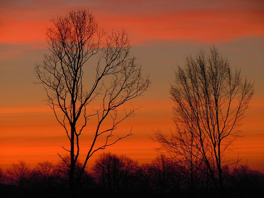 trees, sky, morgenrot, silhouette, sunset, orange color, scenics - nature, HD wallpaper