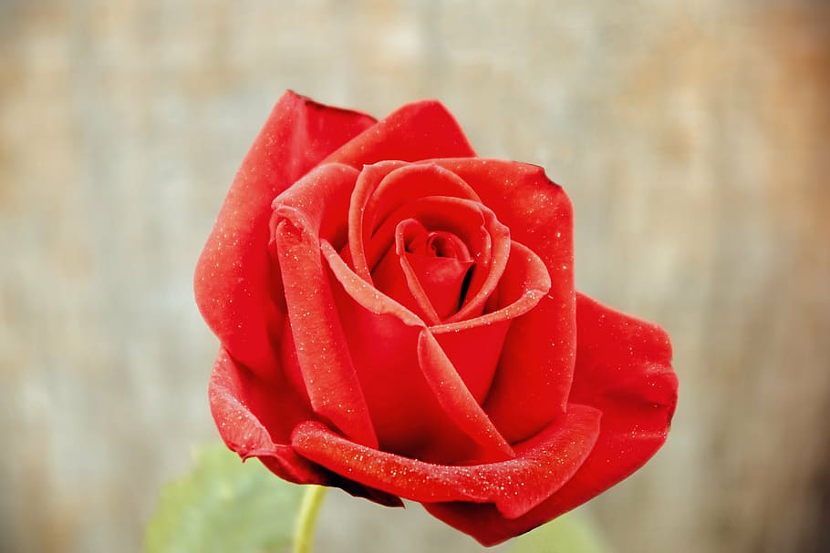 red rose, love, gift, romance, petal, floral, romantic, bloom HD wallpaper