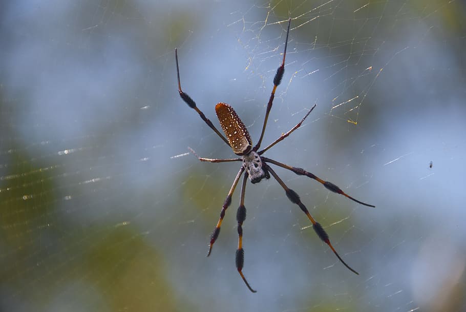 HD wallpaper: spider, banana spider, web, bokeh, arachnid, nature ...