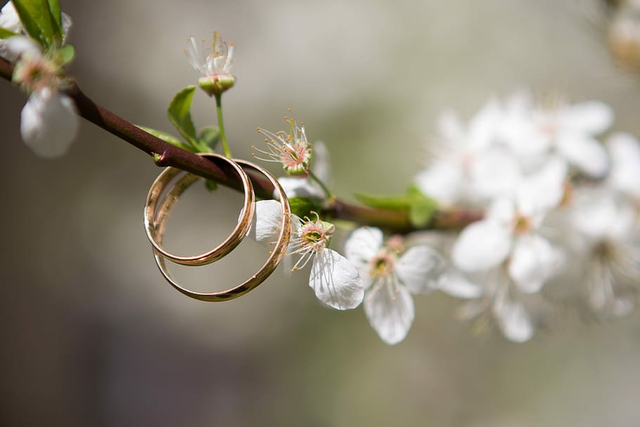 wedding-rings-spring-the-branch-of-a-tre