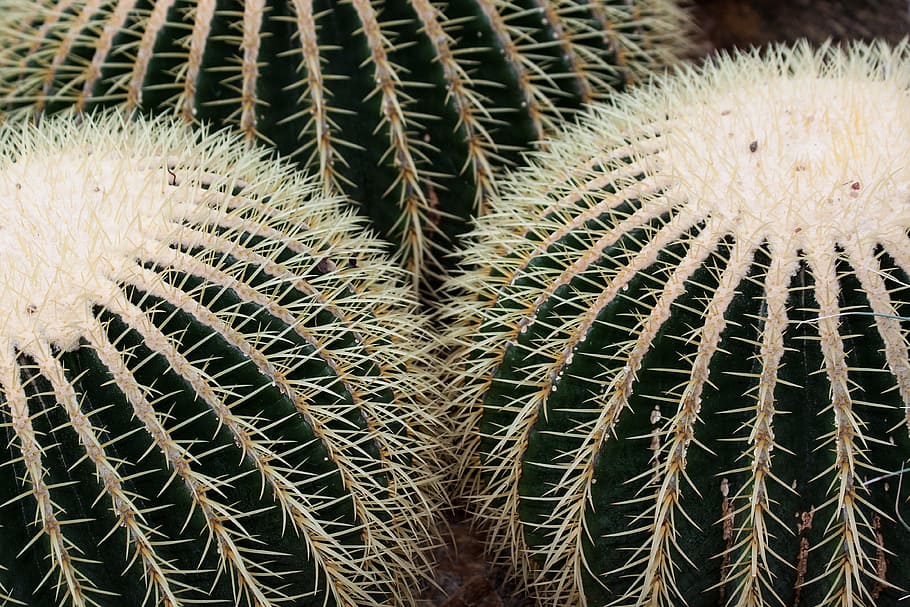 cactus, cactaceae, echinocactus grusonii, globose, prickly, HD wallpaper