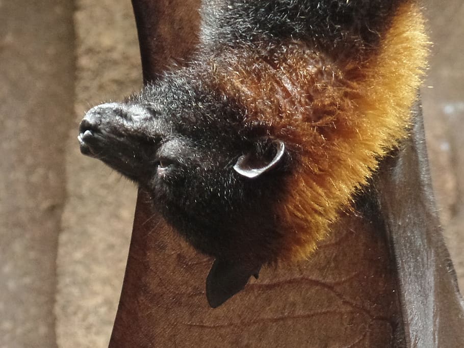 bat, nature, bird, animal, animal themes, mammal, animal wildlife HD wallpaper
