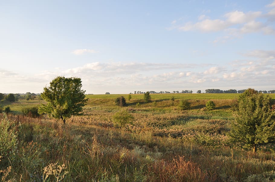 tree, grass, plant, landscape, environment, sky, field, tranquil scene HD wallpaper
