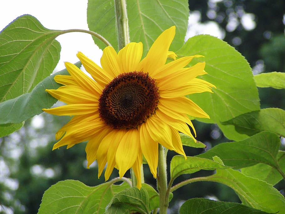 sun flower, nature, yellow, flowering plant, growth, flower head HD wallpaper
