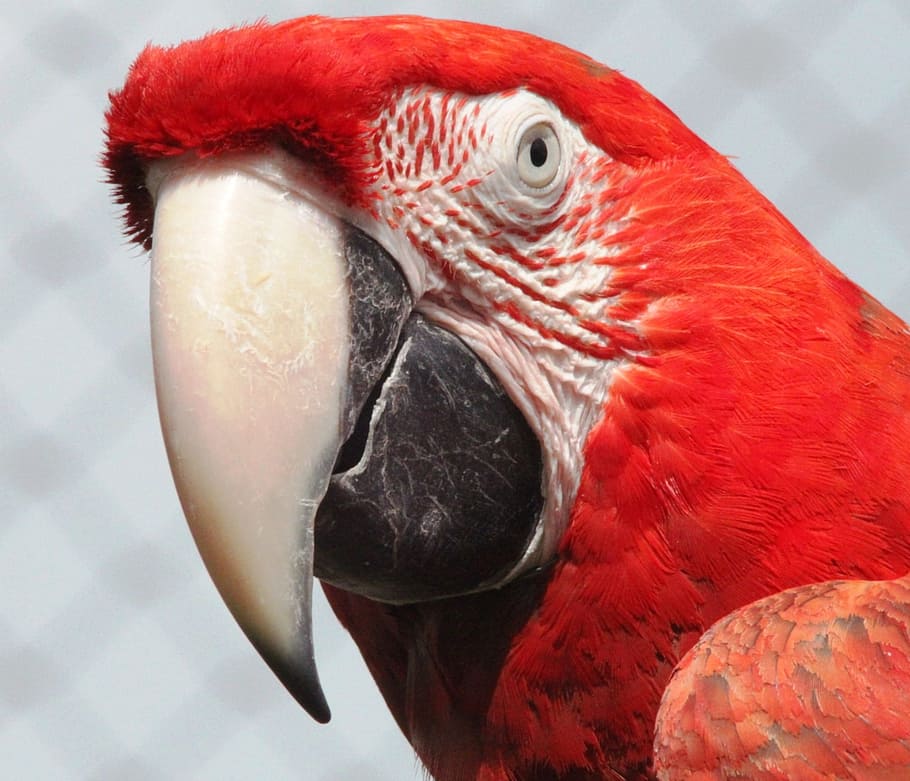red and white parrot in closeup photography, macaw, bird, colorful HD wallpaper