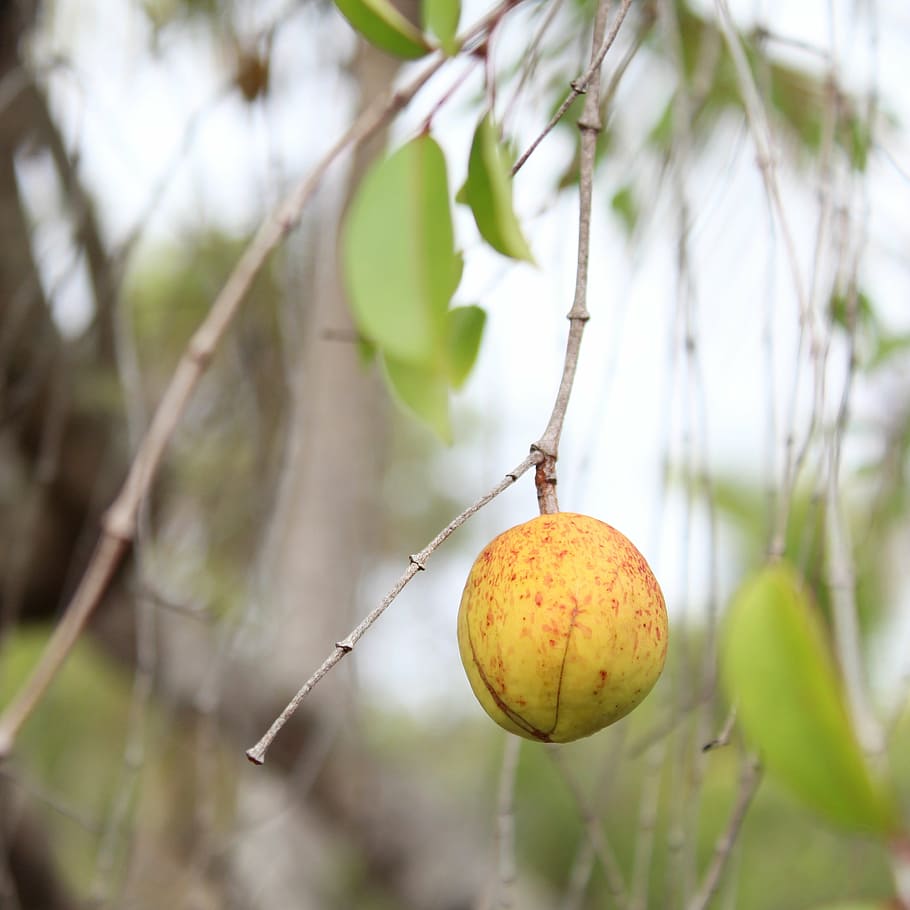 mangaba, sergipe, mangabeira, plant, fruit, healthy eating HD wallpaper
