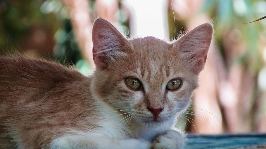 cat, stray, face, portrait, animal, cute, kitten, red, small HD wallpaper