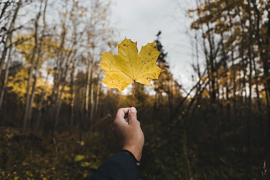 person holding yellow maple leaf, person holding maple leaf, nature HD wallpaper