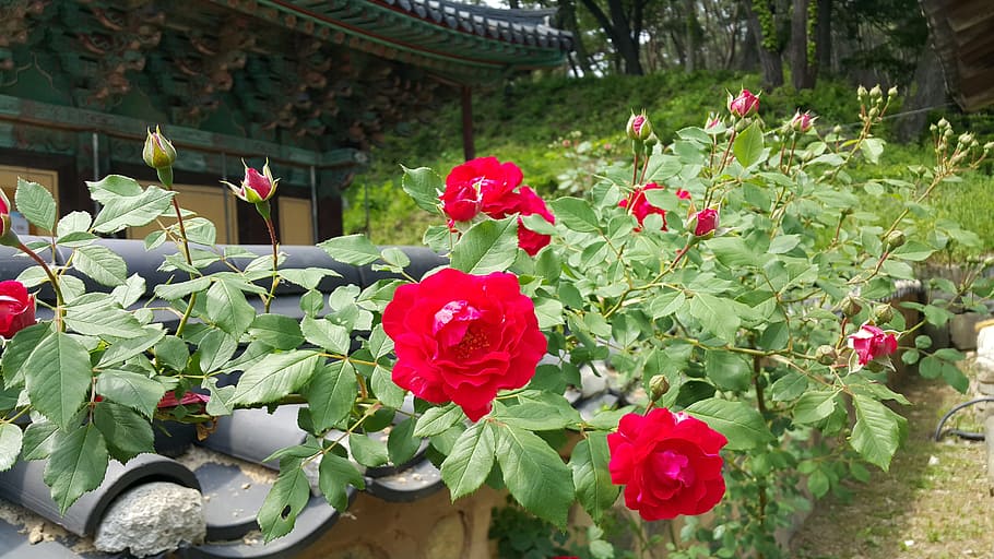 rose, stone wall, section, flower, flowering plant, beauty in nature HD wallpaper