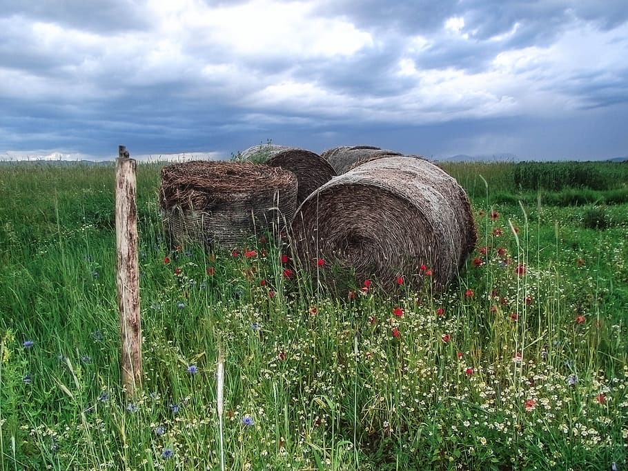 hay and flowers under dark clouds, nature, landscape, close HD wallpaper