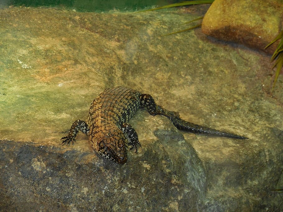 lizard, terrestrial lizard, black lizard, reptile, animals in the wild HD wallpaper