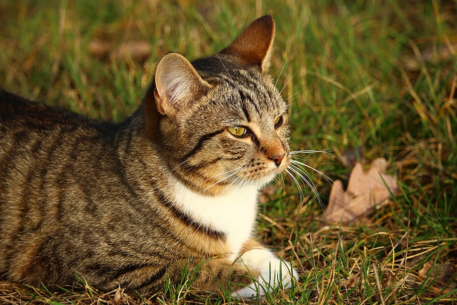cat, kitten, young cat, mackerel, grass, mieze, domestic Cat HD wallpaper