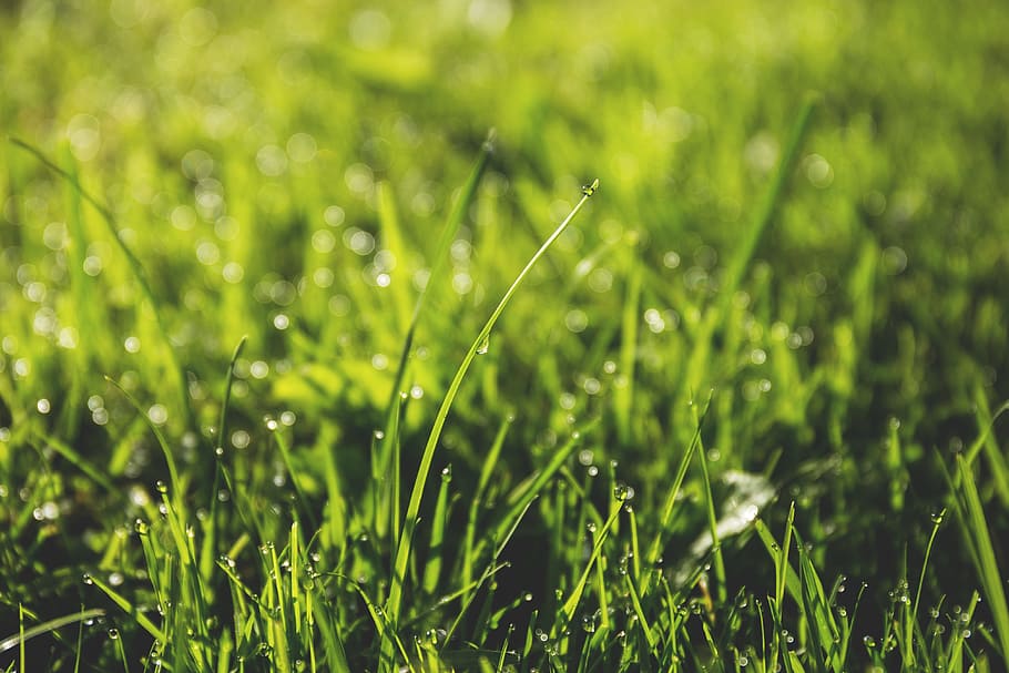 Macro Photography of Green Grass Field With Rain Drops, blur HD wallpaper