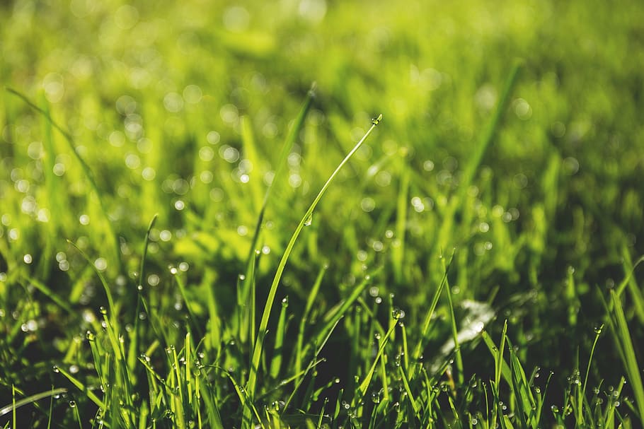 green grass field during day time, yard, nature, summer, sunshine HD wallpaper