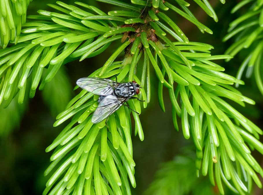 fly, nature, tree, bug, green color, animal, animal wildlife HD wallpaper