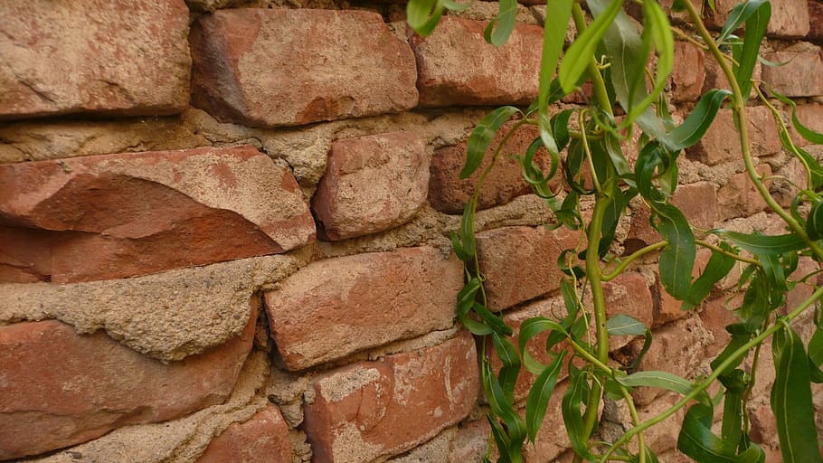 brick, wall, ivy, background, red, green, plant, nature, seasons HD wallpaper
