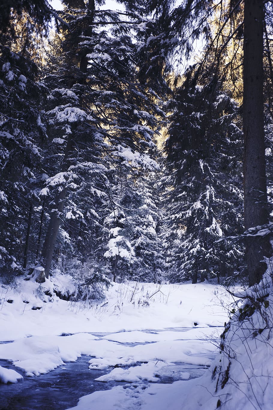 cold, snow, light, nature, conifer, day, evergreen, frost, outdoors HD wallpaper
