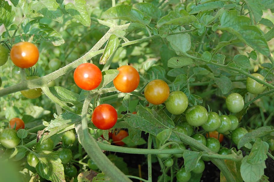 ripening, tomatoes, vines, food, vegetable, nature, leaf, agriculture HD wallpaper