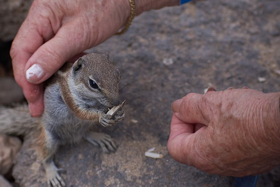 gophers, hand, stroke, feed, nature, animal world, wild, rock HD wallpaper