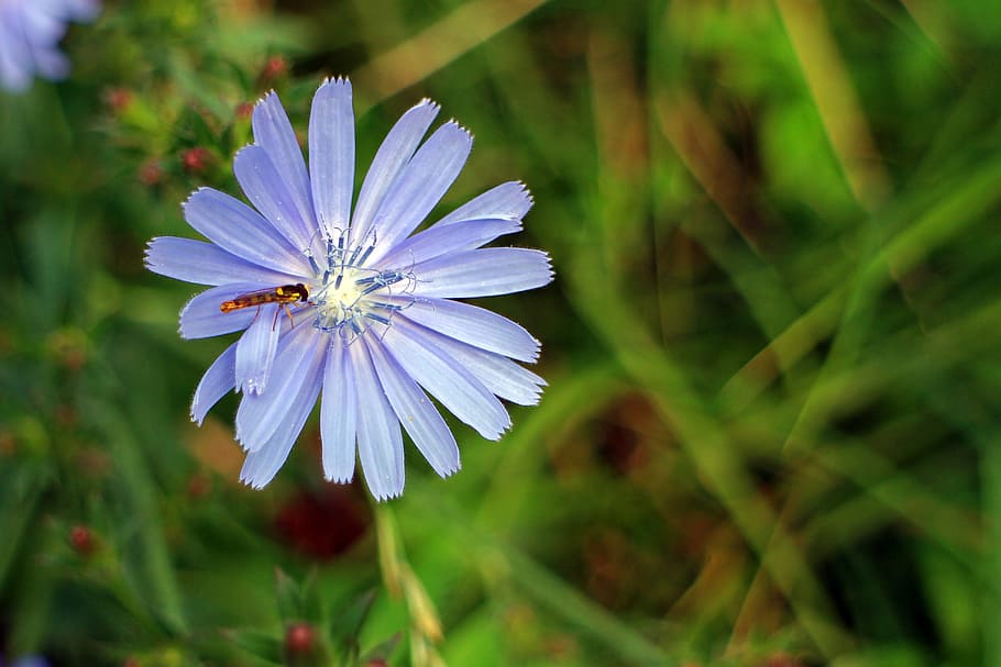 chicory, common chicory, blossom, bloom, flower, ordinary chicory HD wallpaper