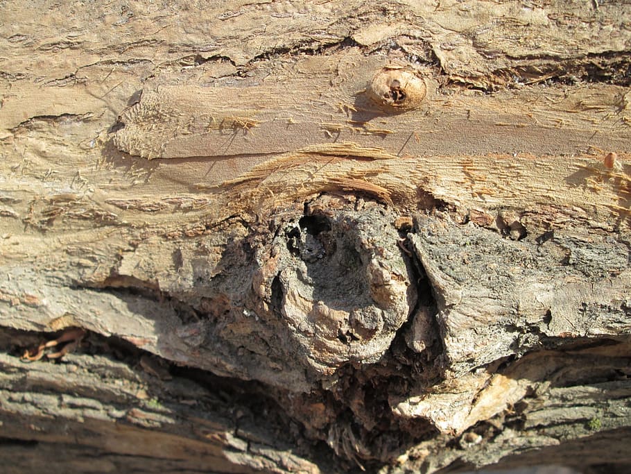 macro, wood, tree, plant, vegetation, part, small, nature, textured HD wallpaper