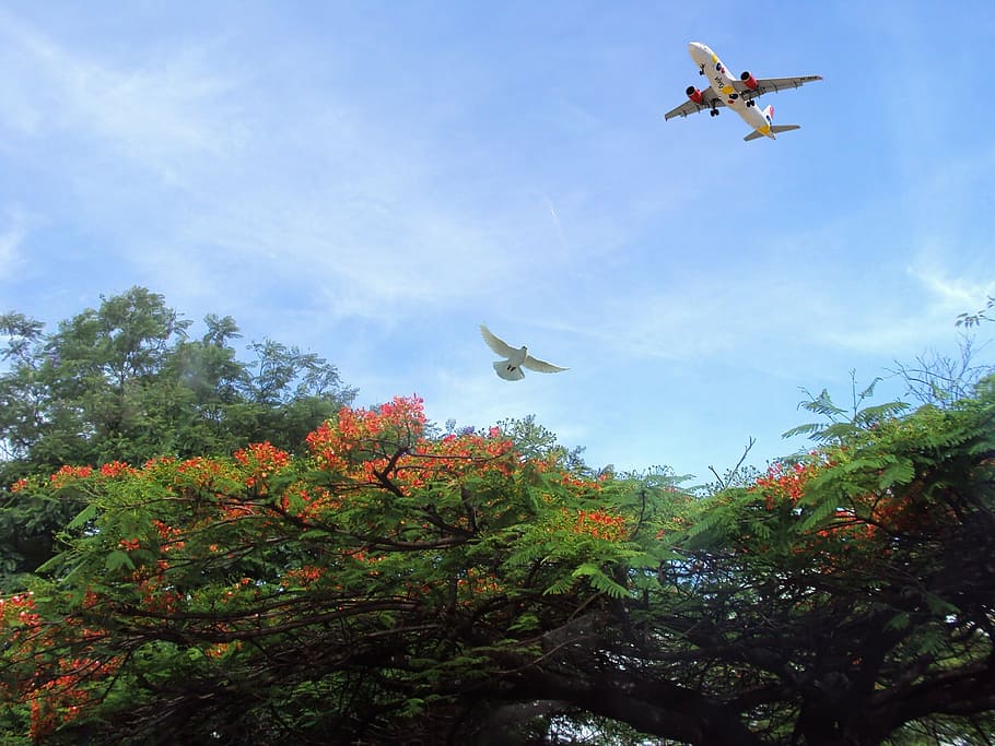 plane, aviation, taking off, bird, dove, trees, park, flowers HD wallpaper