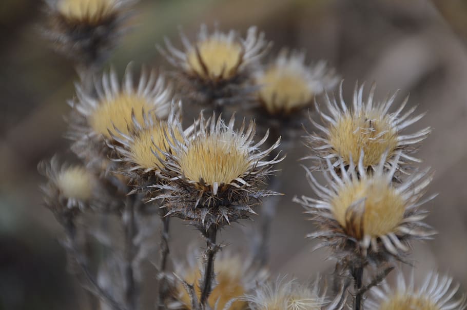 dry, thistle, barbed, flower, plant, close-up, flowering plant HD wallpaper