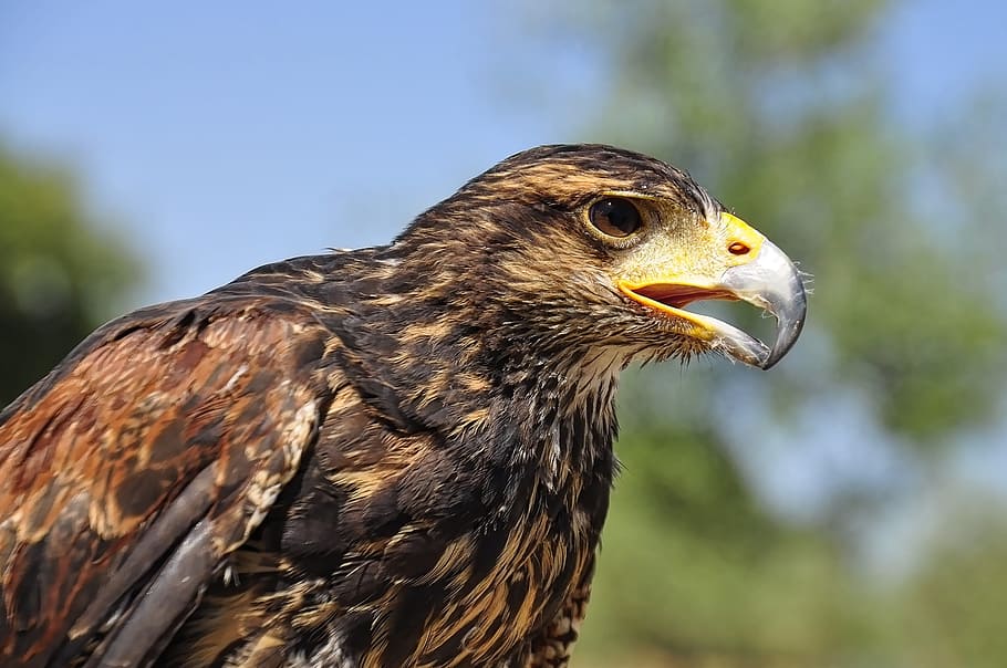 golden eagle, bird, portrait, predator, beak, head, looking HD wallpaper