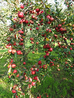 Apple Tree, Fruit, Frisch, red, healthy, vitamins, orchard HD wallpaper