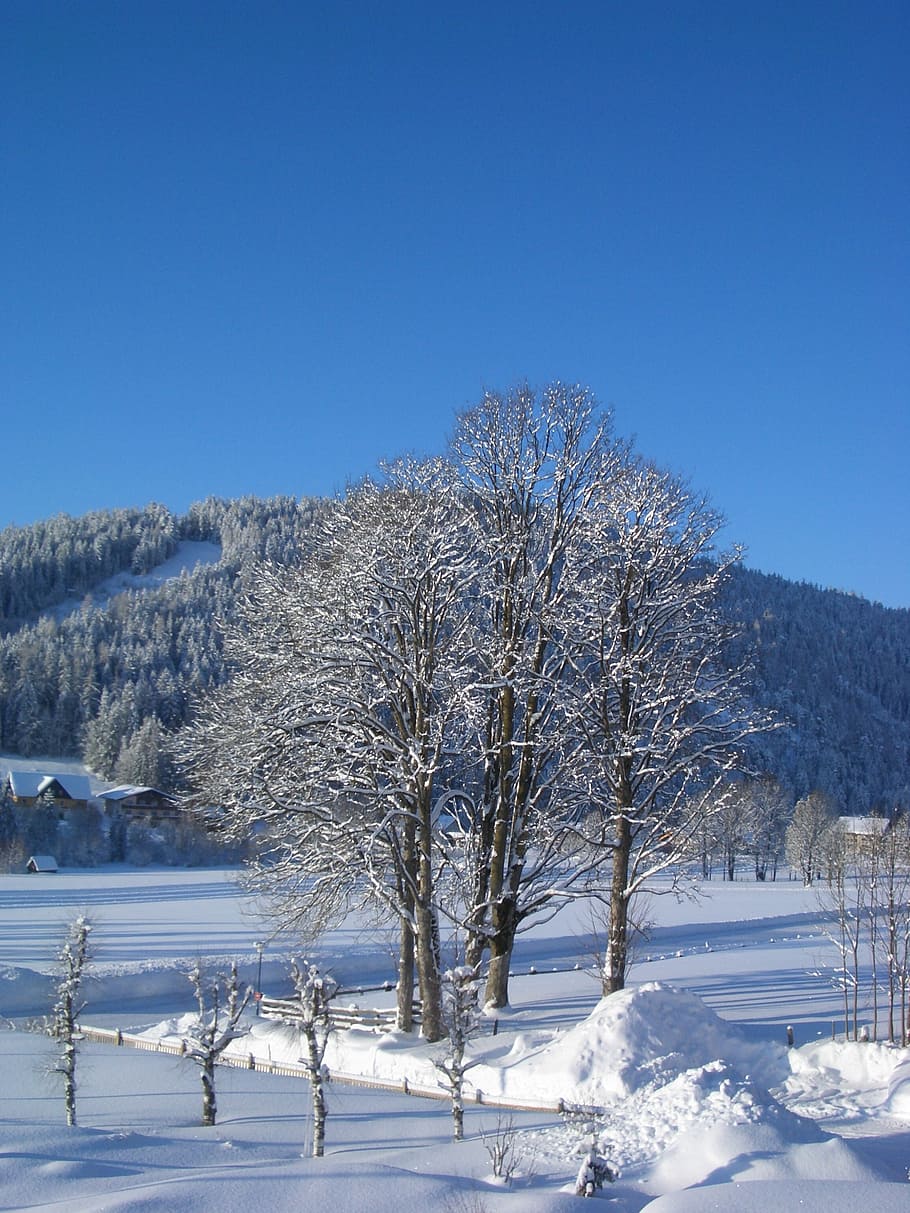 winter, tree, snowy, trees, wintry, winter mood, blue, cold temperature HD wallpaper