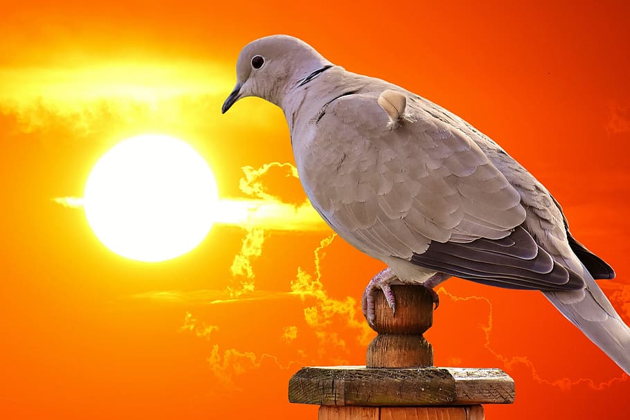 collared, bird, plumage, dove, nature, animal, animal world HD wallpaper