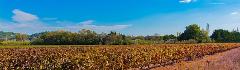 vines, fall, vineyard, color, beaucaire, red, costières de nîmes HD wallpaper
