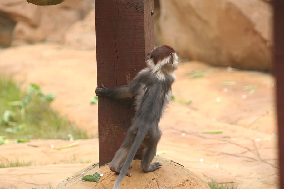 baby, monkey, looking, mammal, animal wildlife, animals in the wild HD wallpaper