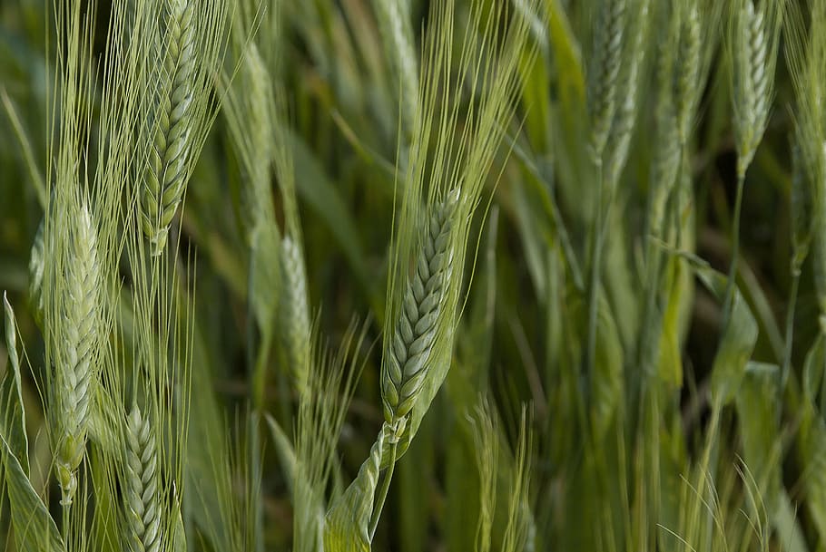 wheat, cereals, spikes, cornfield, agriculture, crop, plant HD wallpaper