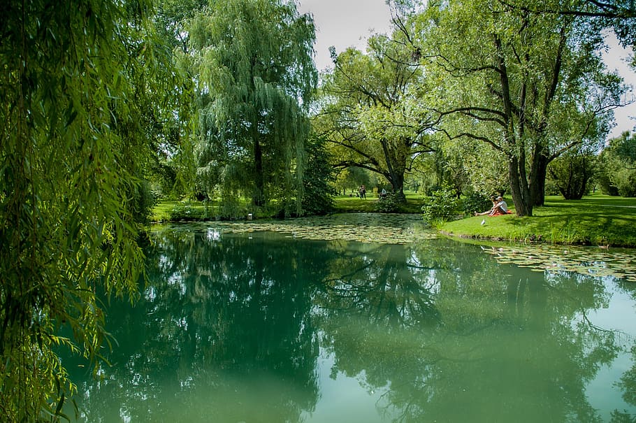 Green, Park, Water, Reflection, nature, tree, green Color, lake HD wallpaper