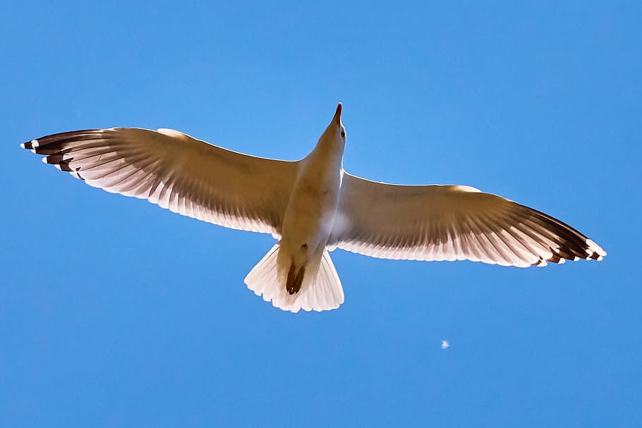 Seagull, Fly, Bird, White, Sea, sky, lake, bill, black and white HD wallpaper