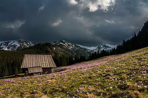 brown wooden house on pink flower field under gray sky, hut HD wallpaper